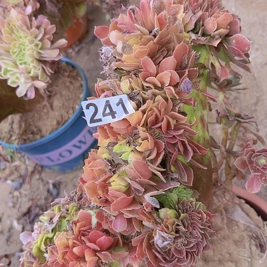 用***7多肉植物一个法师