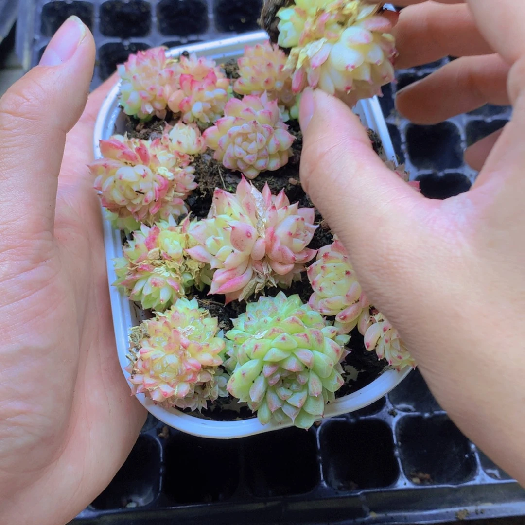 我要去看你了啊050