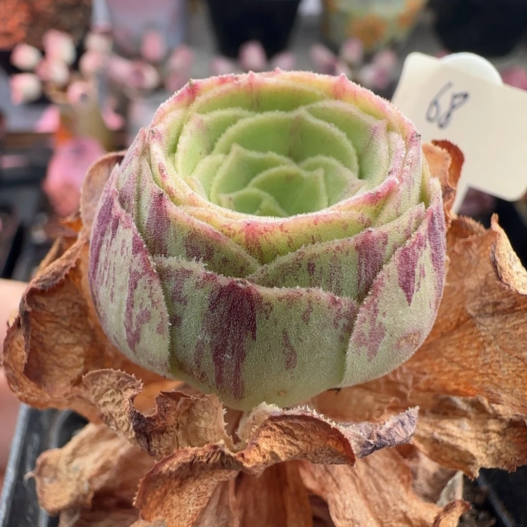 L273半城玫瑰枚法