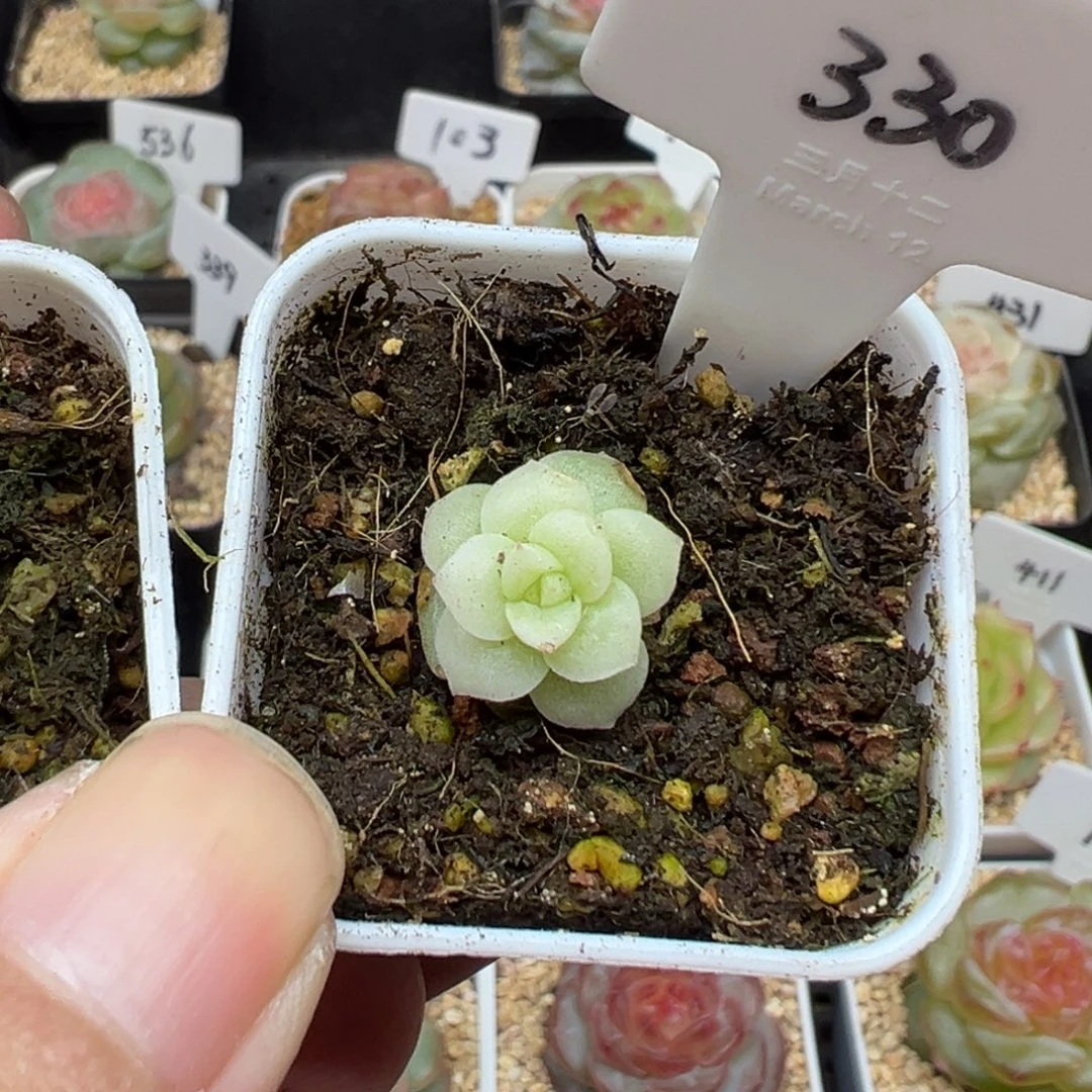 爆****330号白釉，晗雨多肉