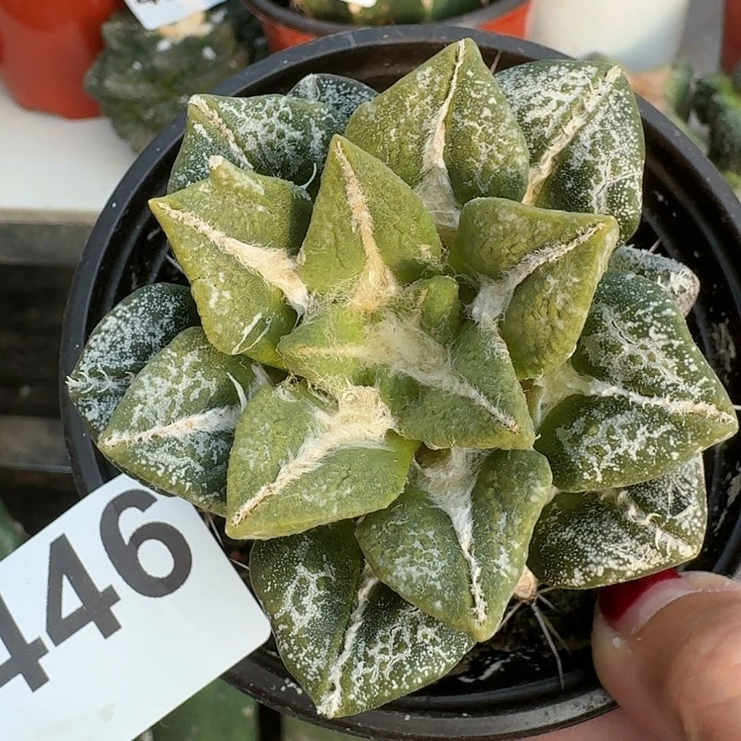 全部花朵大尤黑锦446