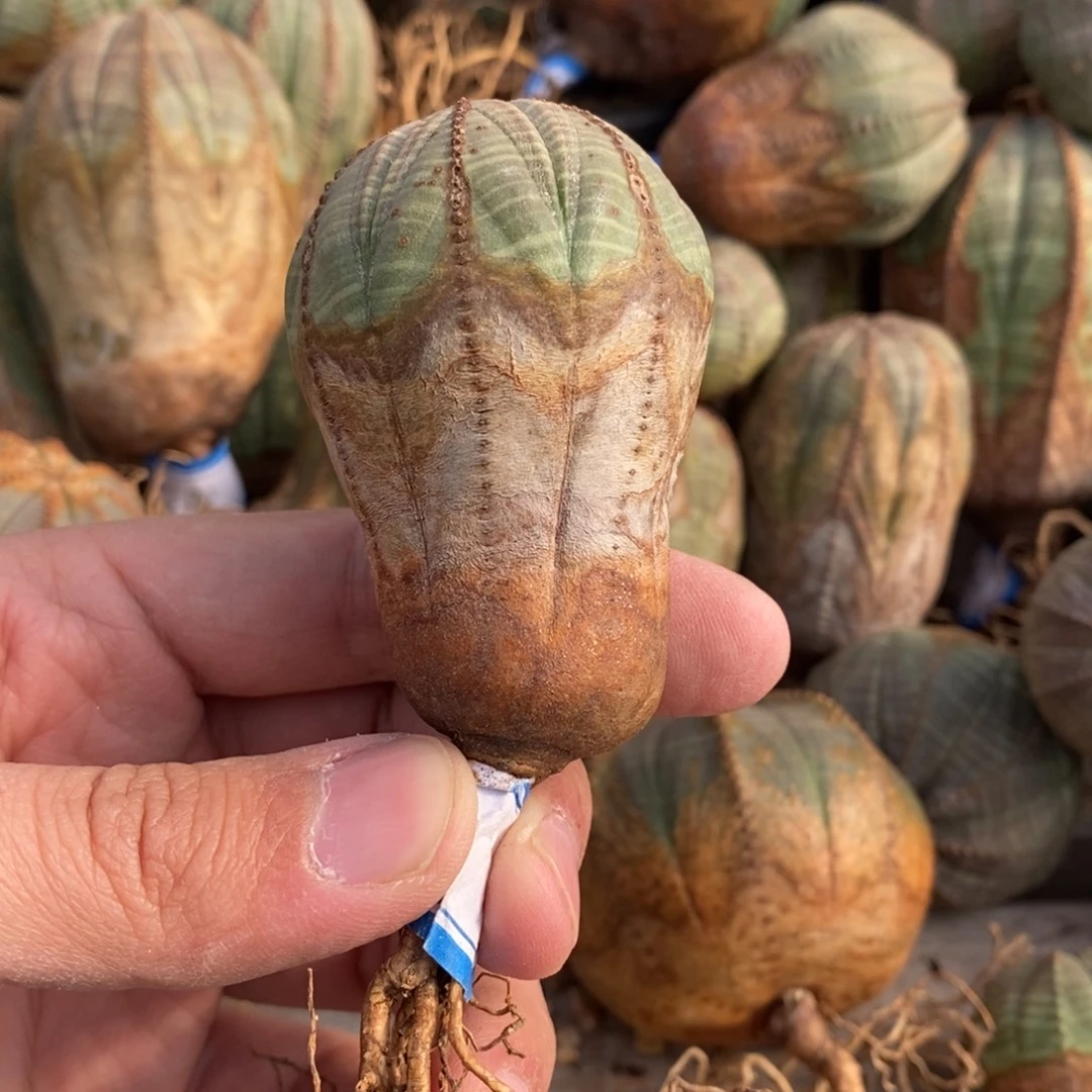 24 欧系实生布纹球多肉植物