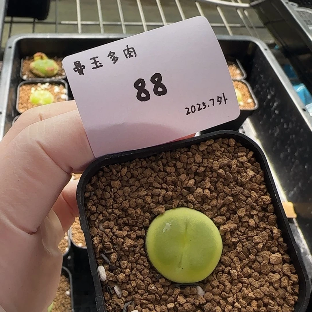 用***8多肉多肉多肉7-088