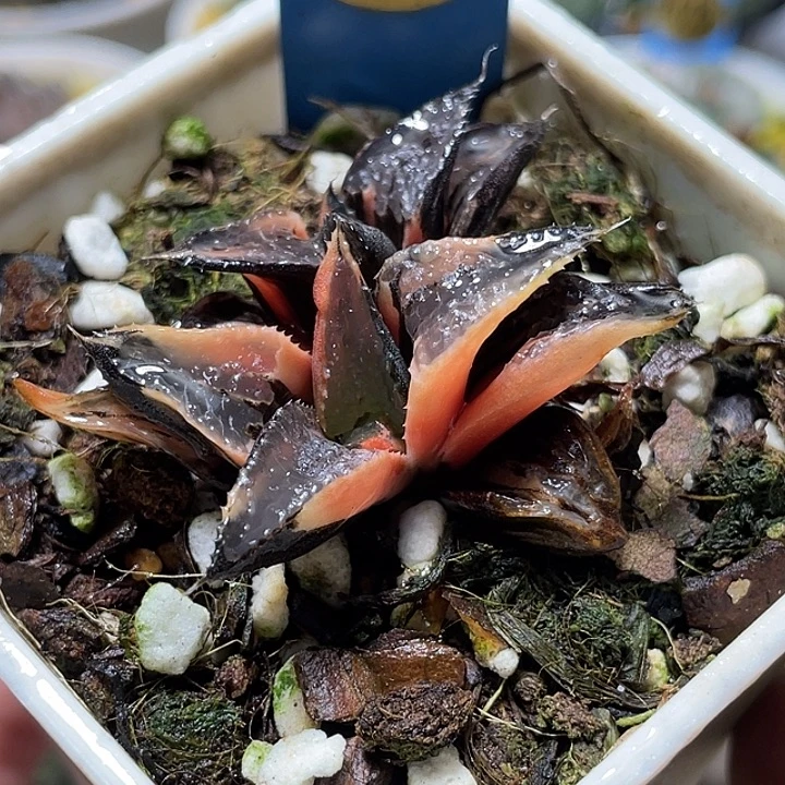 584两个白凤锦福利一物