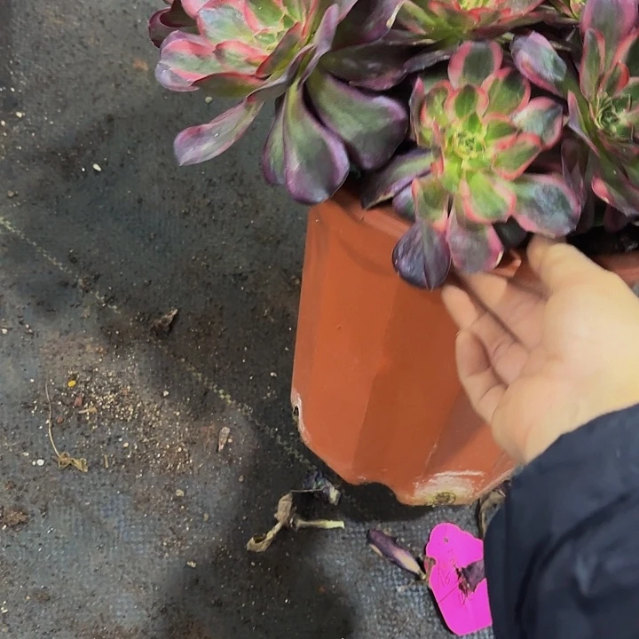 花***朵多肉植物福利675个