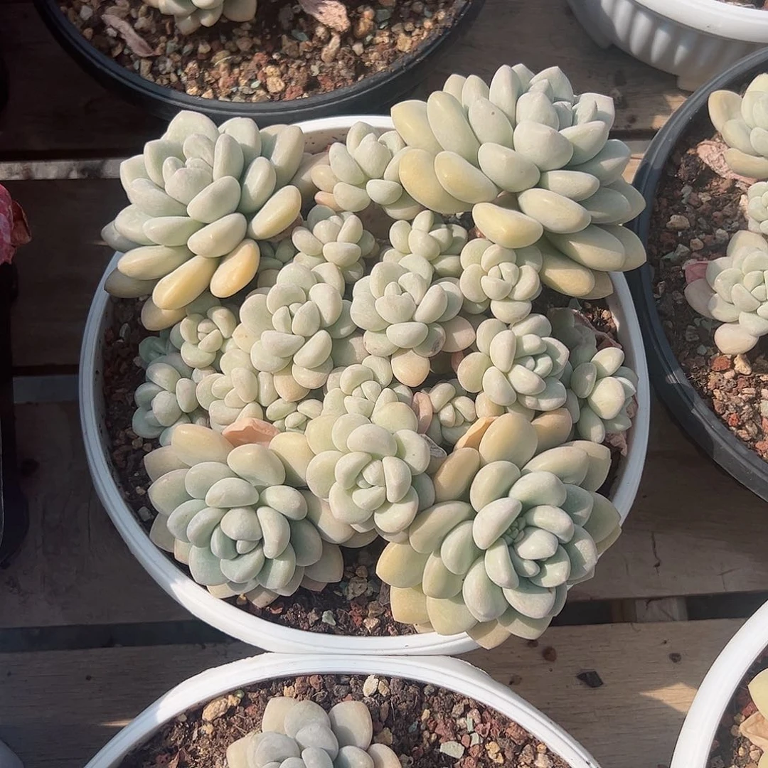 慧****承泡泡糖43236