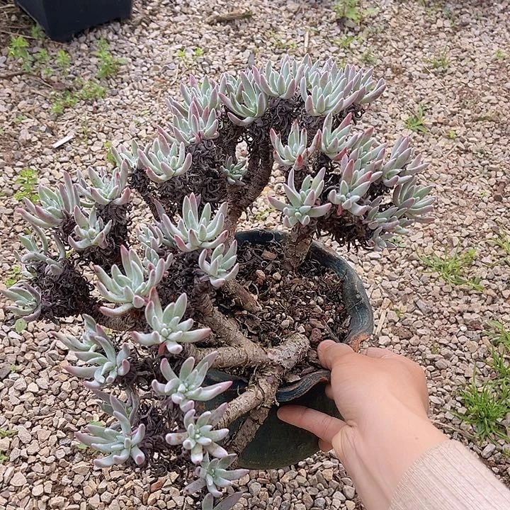 艾杜丽丝2451多肉植物