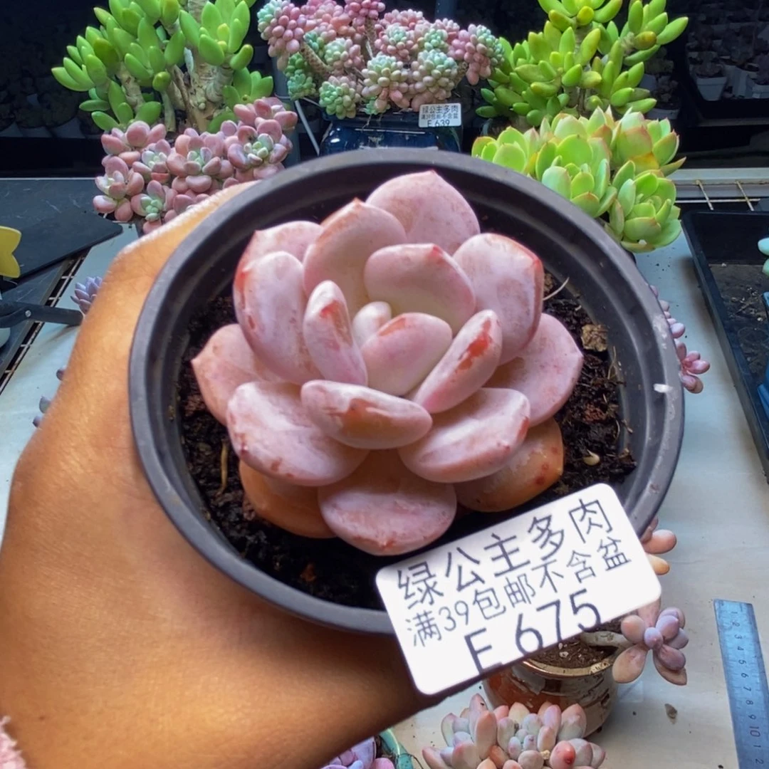 675冰糕多肉6c m