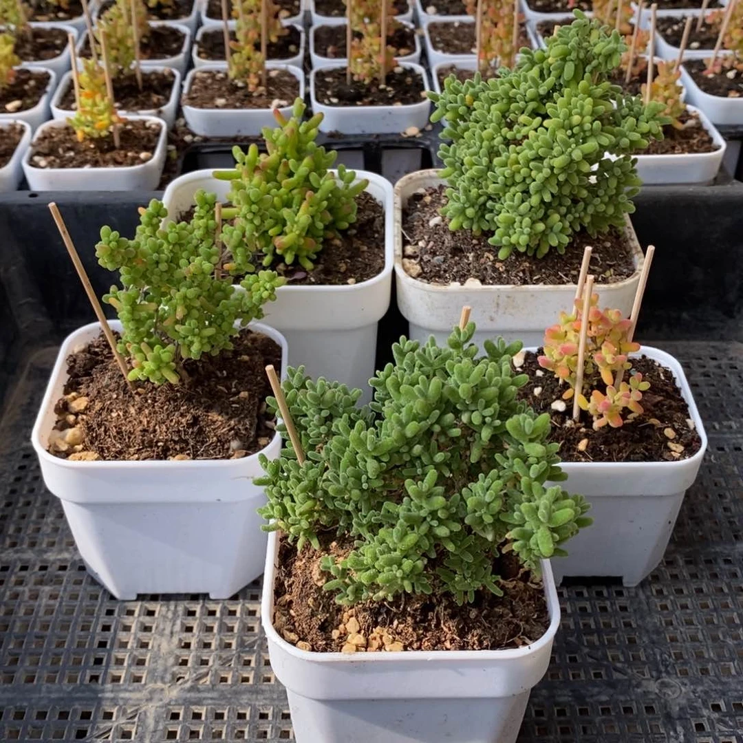 枝干番杏多肉植物936