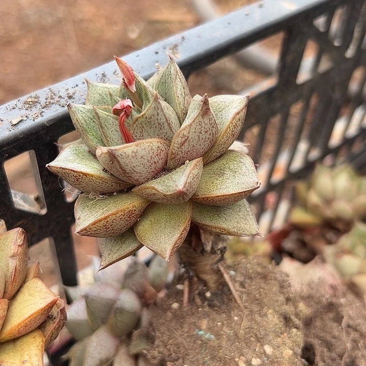 无花朵大和锦。