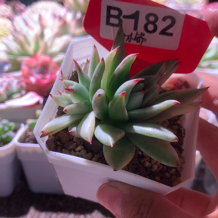 乌木锦花脸有根有