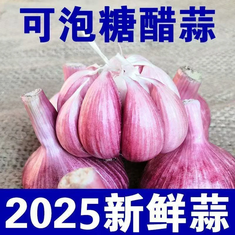 正宗L河南紫白皮新鲜大蒜现挖新蒜