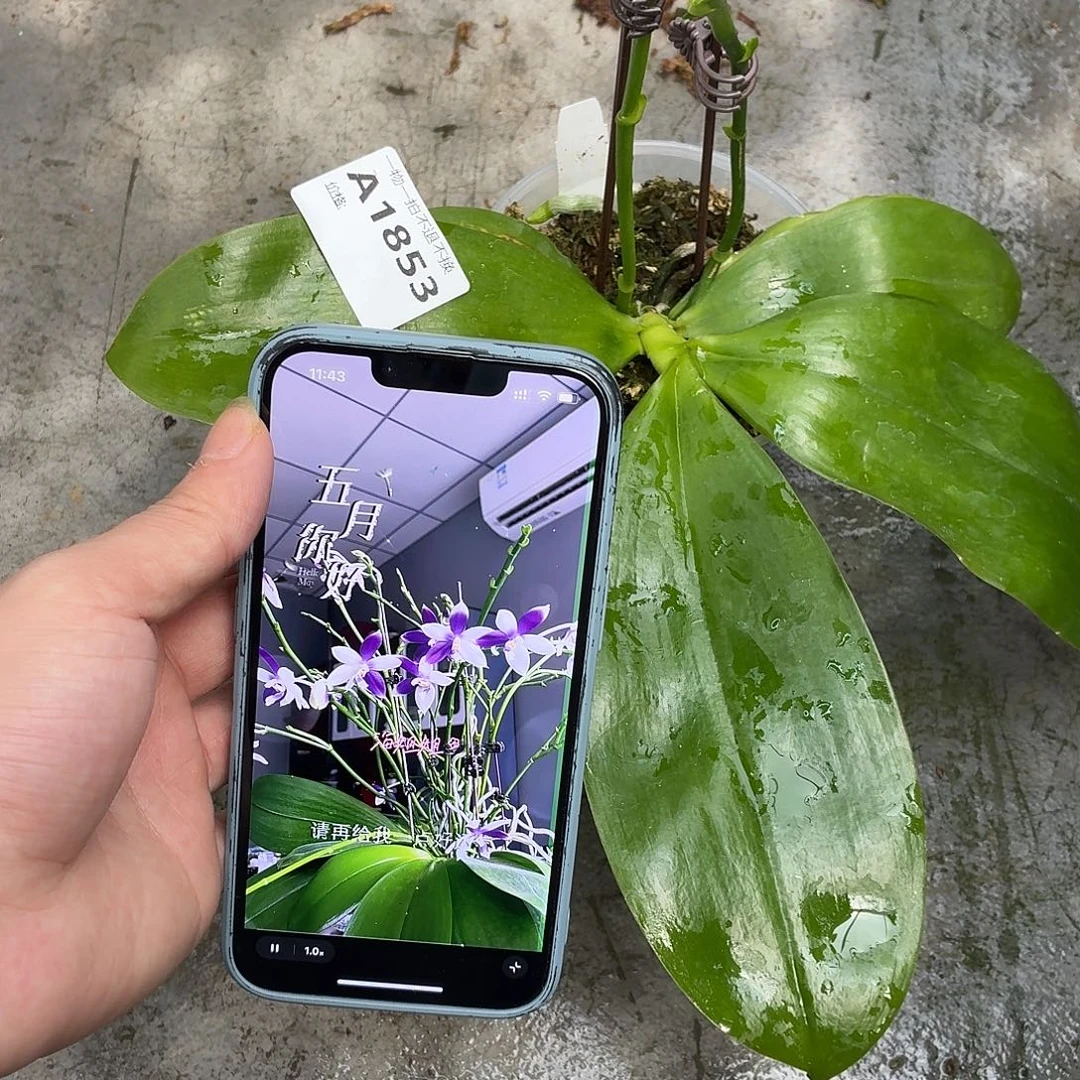 当前无花朵，栽培后可花朵A1853北冰洋