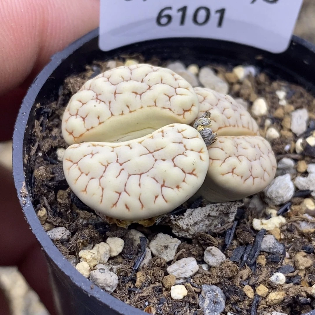 6101。189五年半母本。