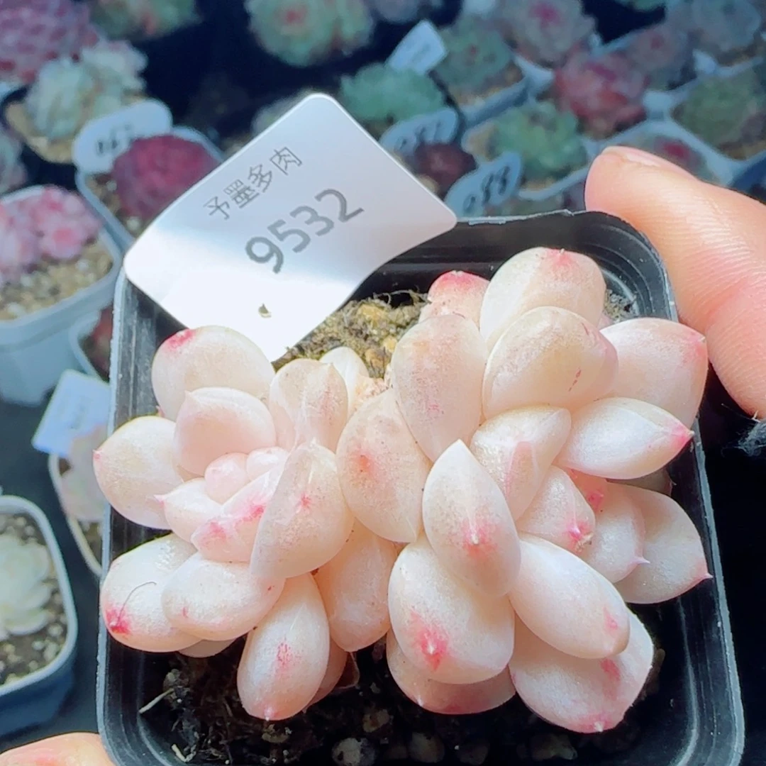 雪糕石化，9532多肉植物