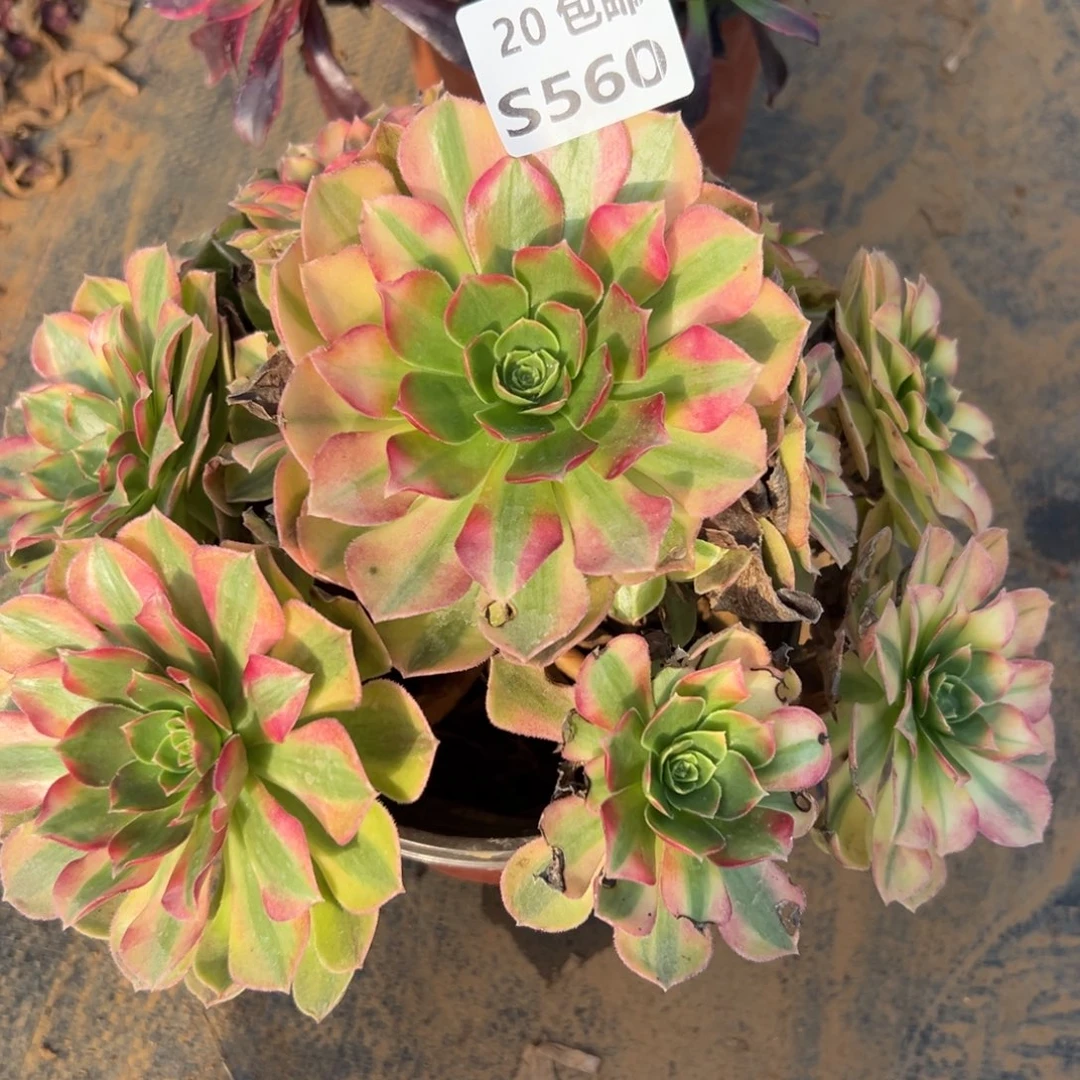 560雨荷，满20包邮