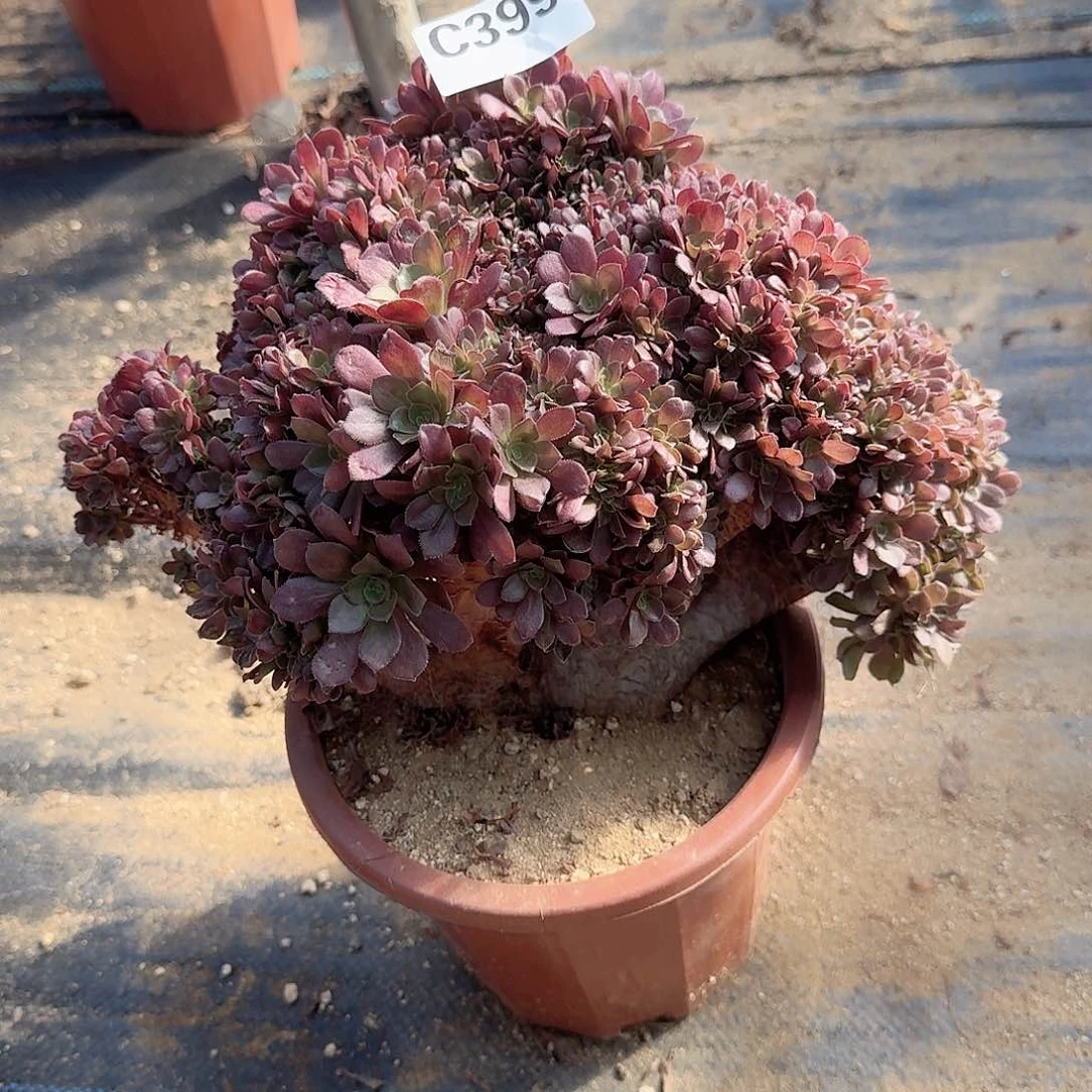 399玫瑰朵朵有伤一颗呀呀