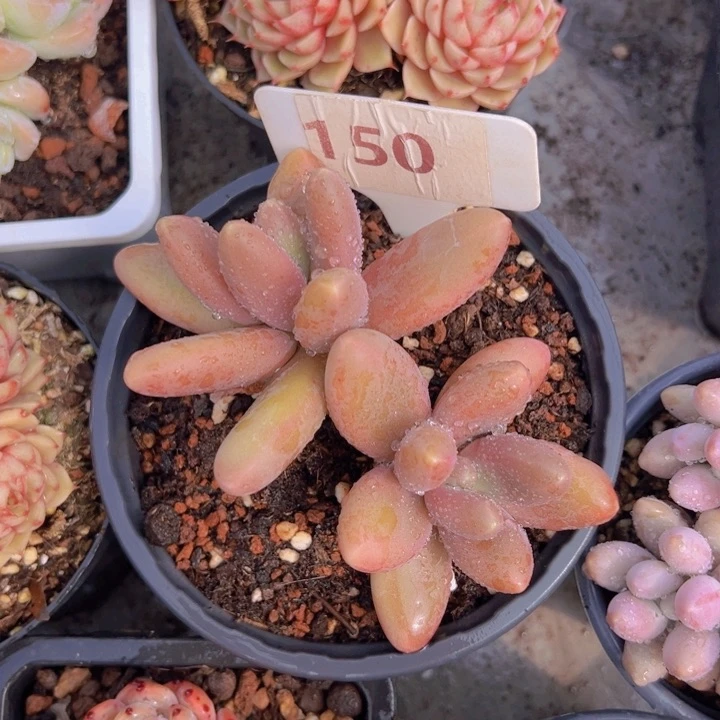 健健康康平平安安