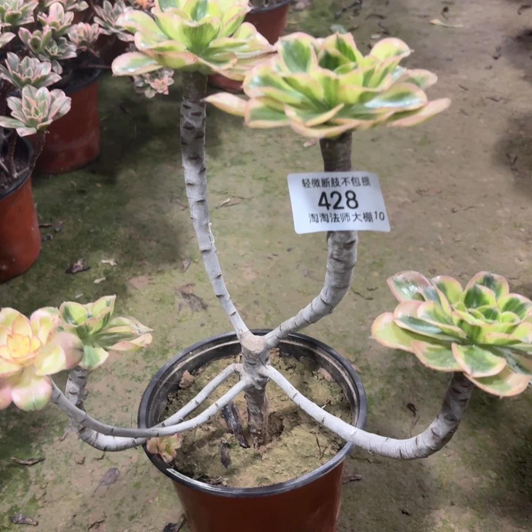 428燕姿锦多肉植物法师