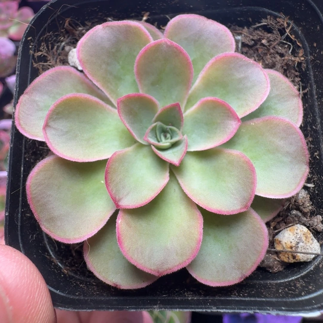 楹楹-40-冠幅  4Cm