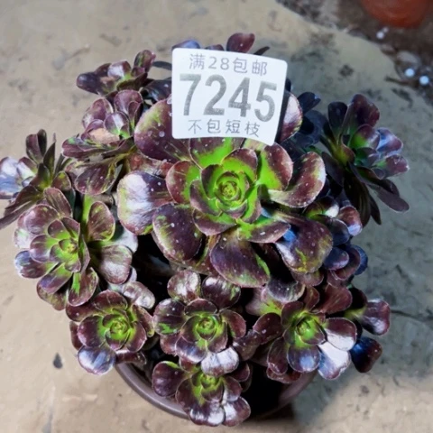 7245黑钻多肉植物法师