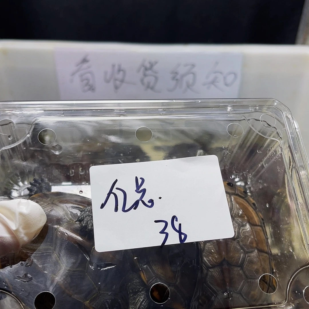 亿***点中华草龟母123456