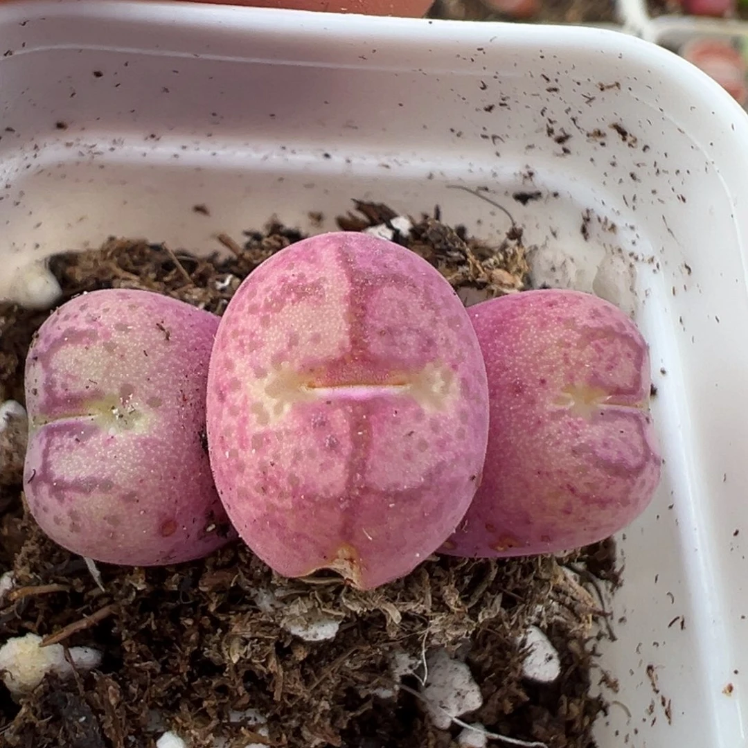 2.16好看的多肉774