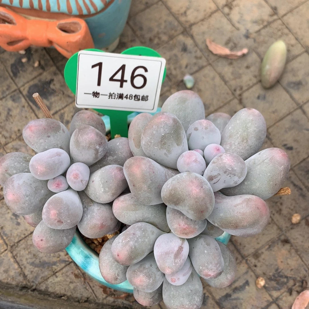 米可奶精控老桩146
