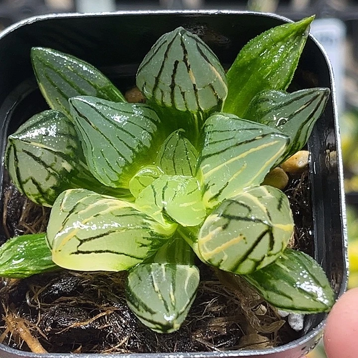 241短肥西瓜寿锦头家多肉十二卷