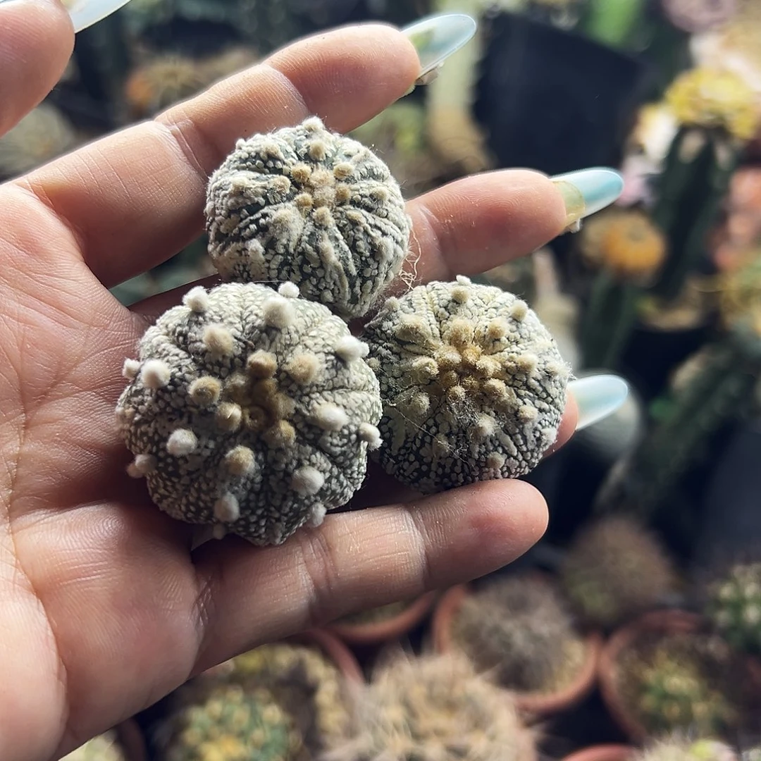 兜仙人球111111111