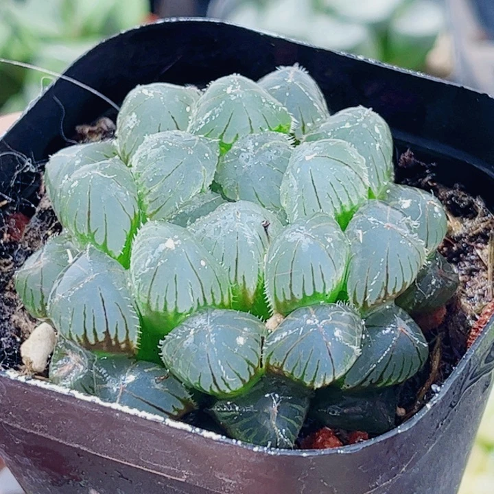 十二卷 蓝镜 福利