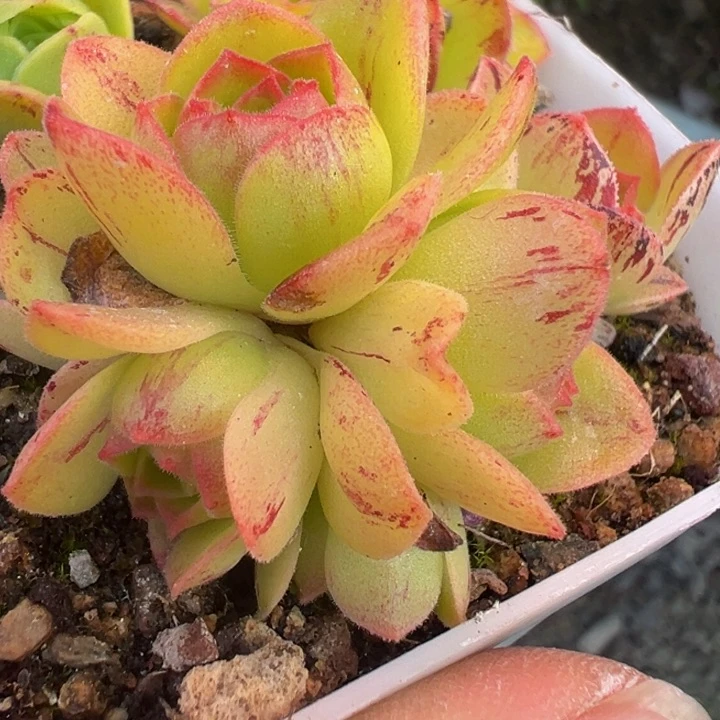 向**花不知名 t112.    多肉