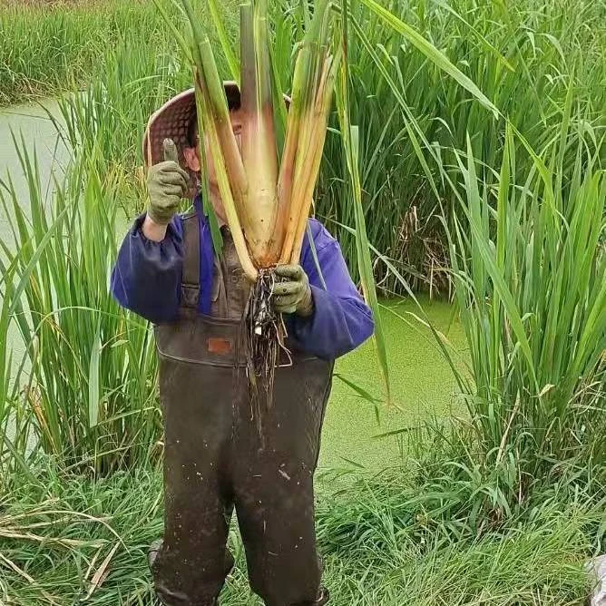 高产茭白苗水生植物现挖早熟双季茭白苗茭笋苗茭瓜老根苗老蹲苗