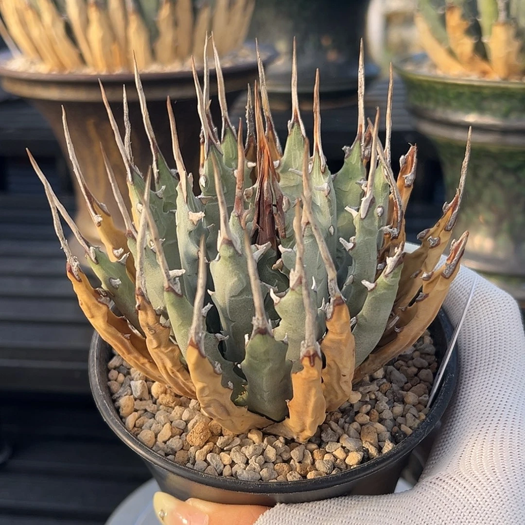 无花朵妖炎熟桩带盆 8折价 密刺