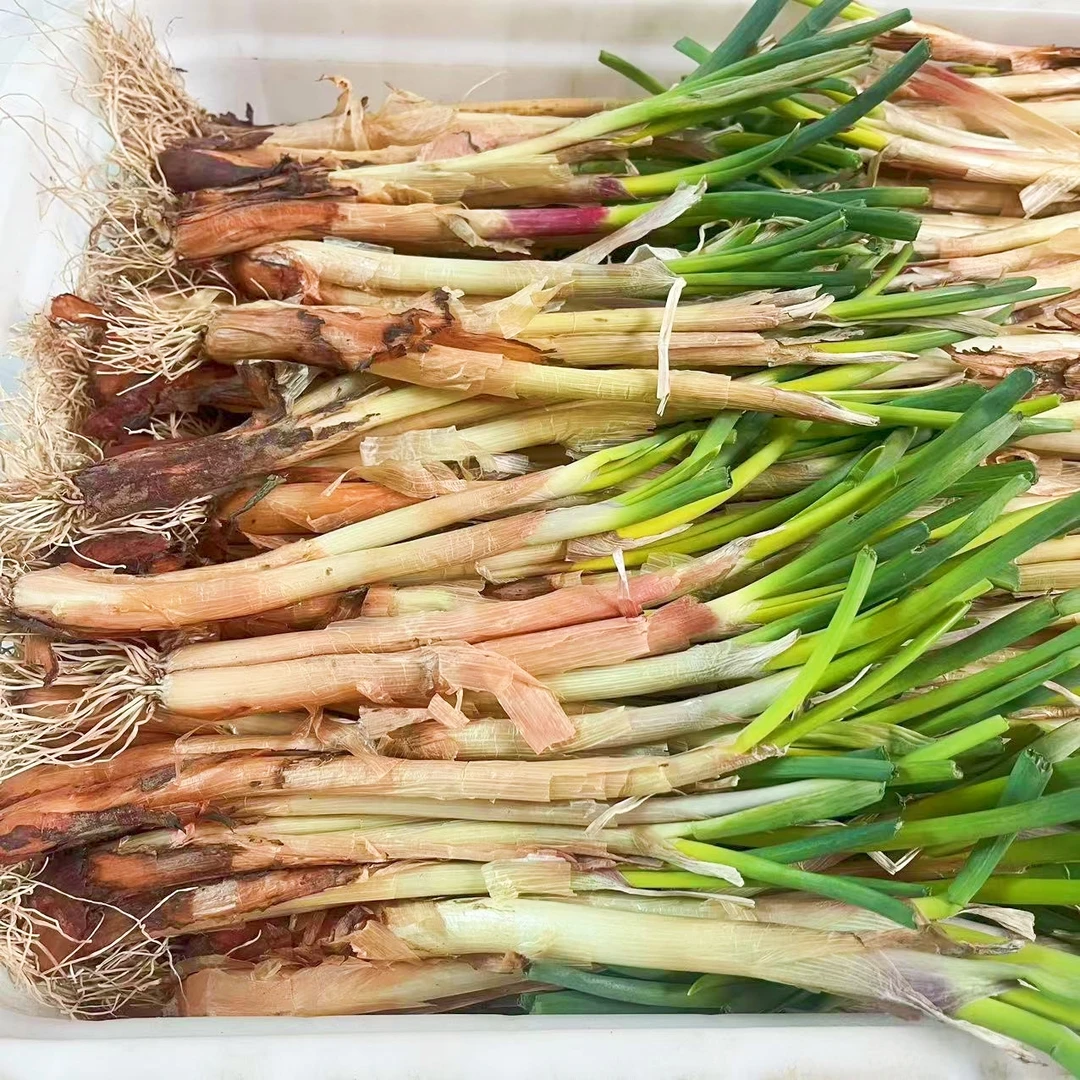 陕北旱地红葱苗子，细、短，去头去尾，可栽种在菜园，花盆里，包邮