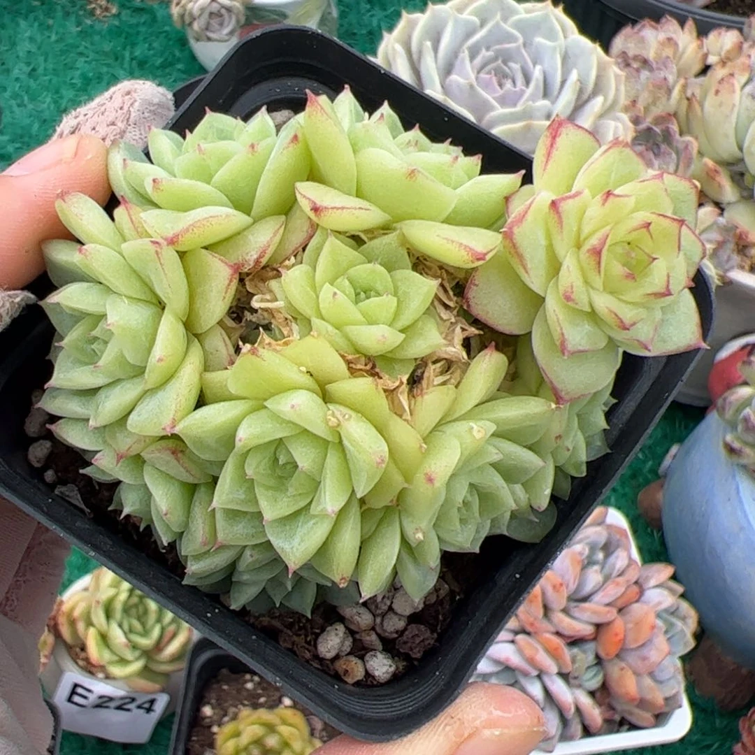 228 满38元包邮非偏远地区