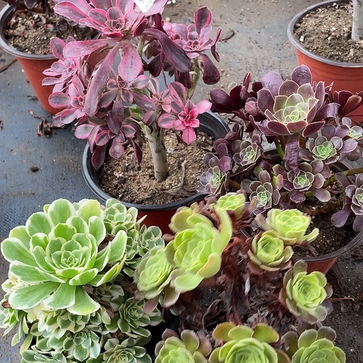 96四颗多肉植物法师