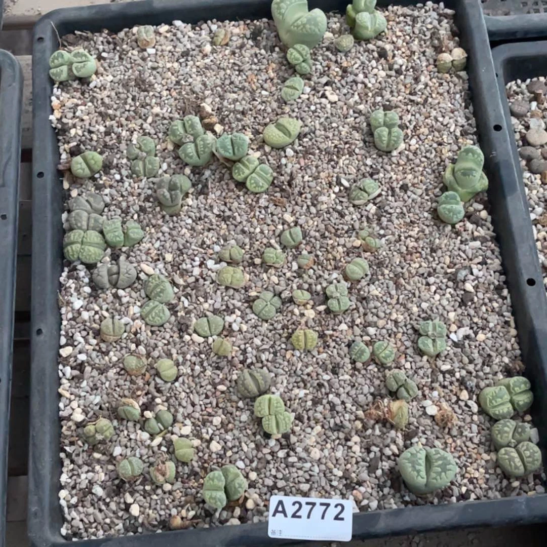 愤***62772福利筐1不售后