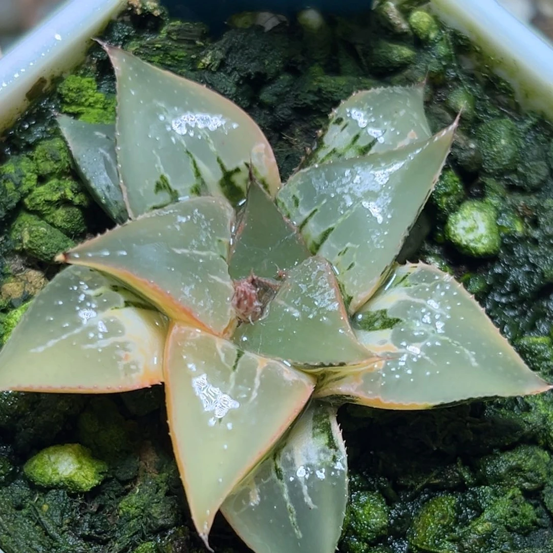 恭喜发财大吉大利0035