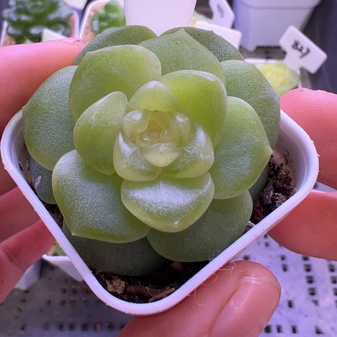 412号谪仙晗雨多肉植物