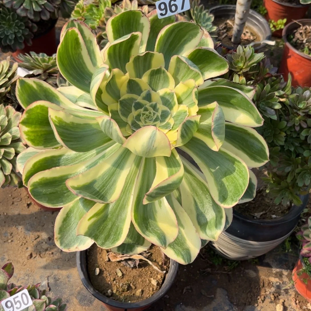 967燕姿锦多肉植物