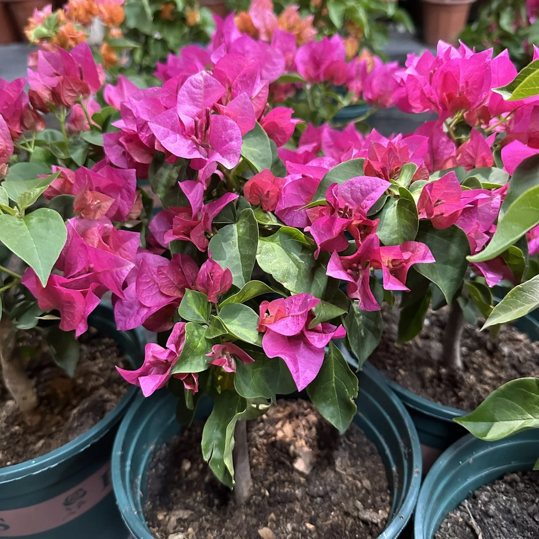 【新疆包邮】暗斑玫瑰红三角梅