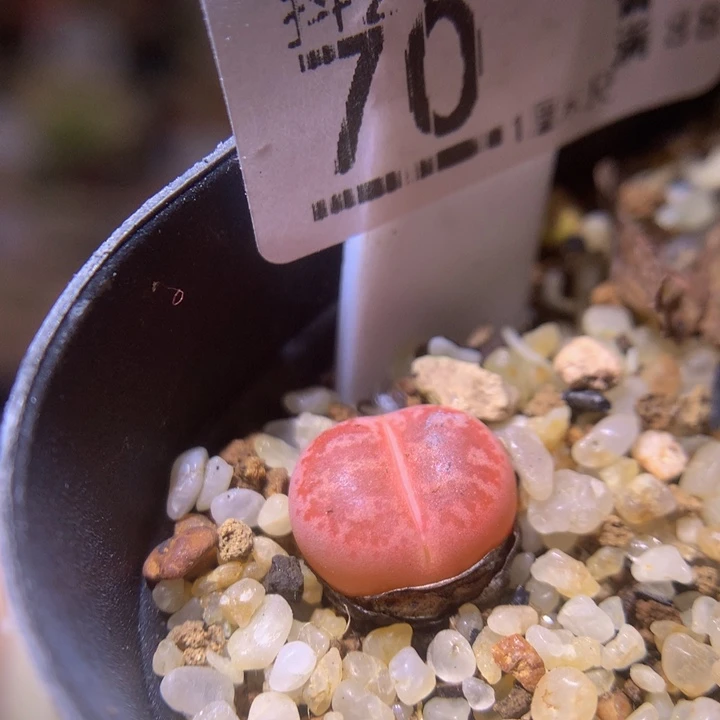 精致生石石212.70