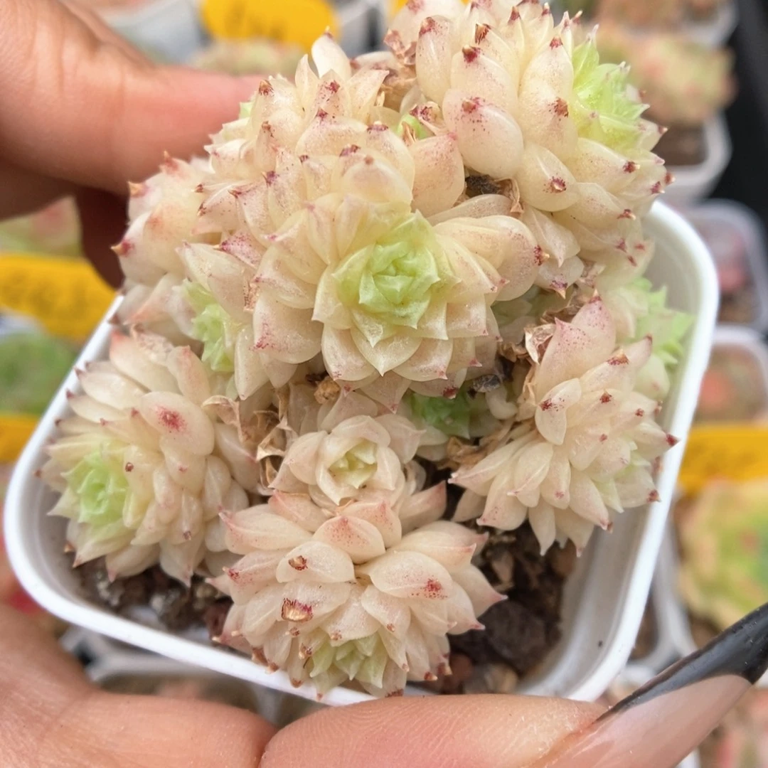 油透麦秆群生729号。