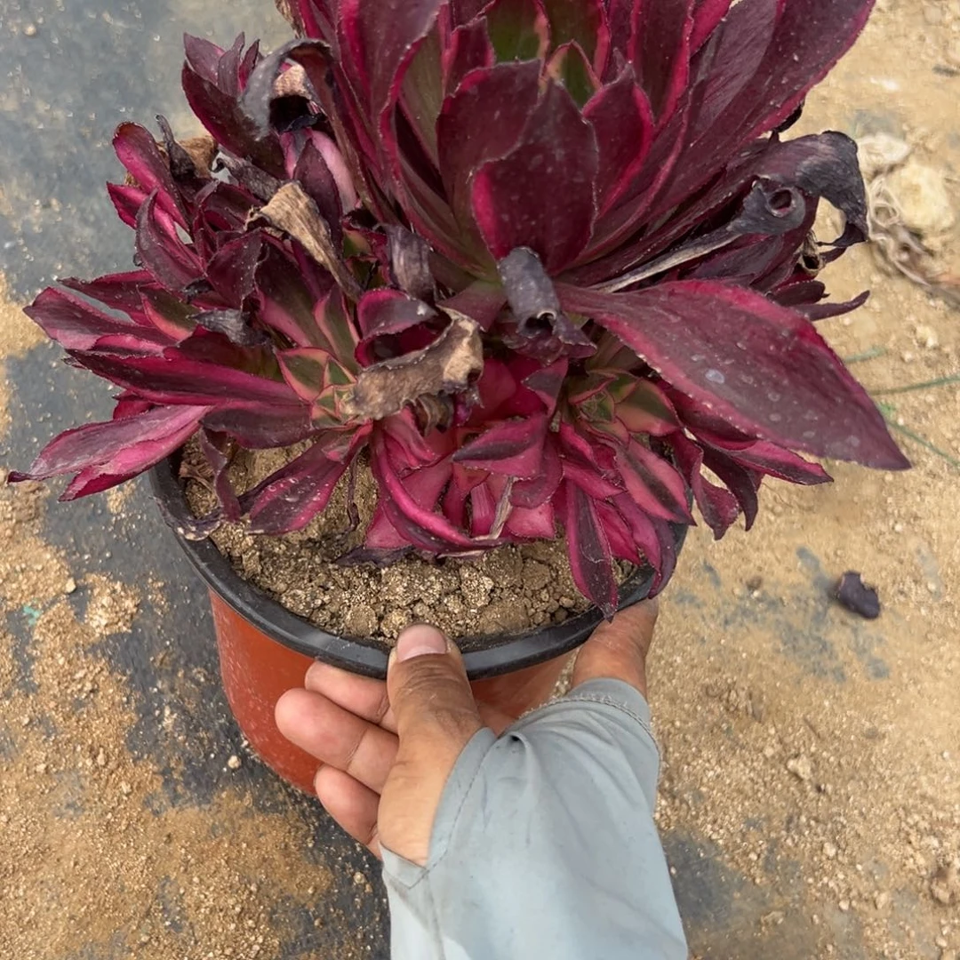 271魅影多肉植物系