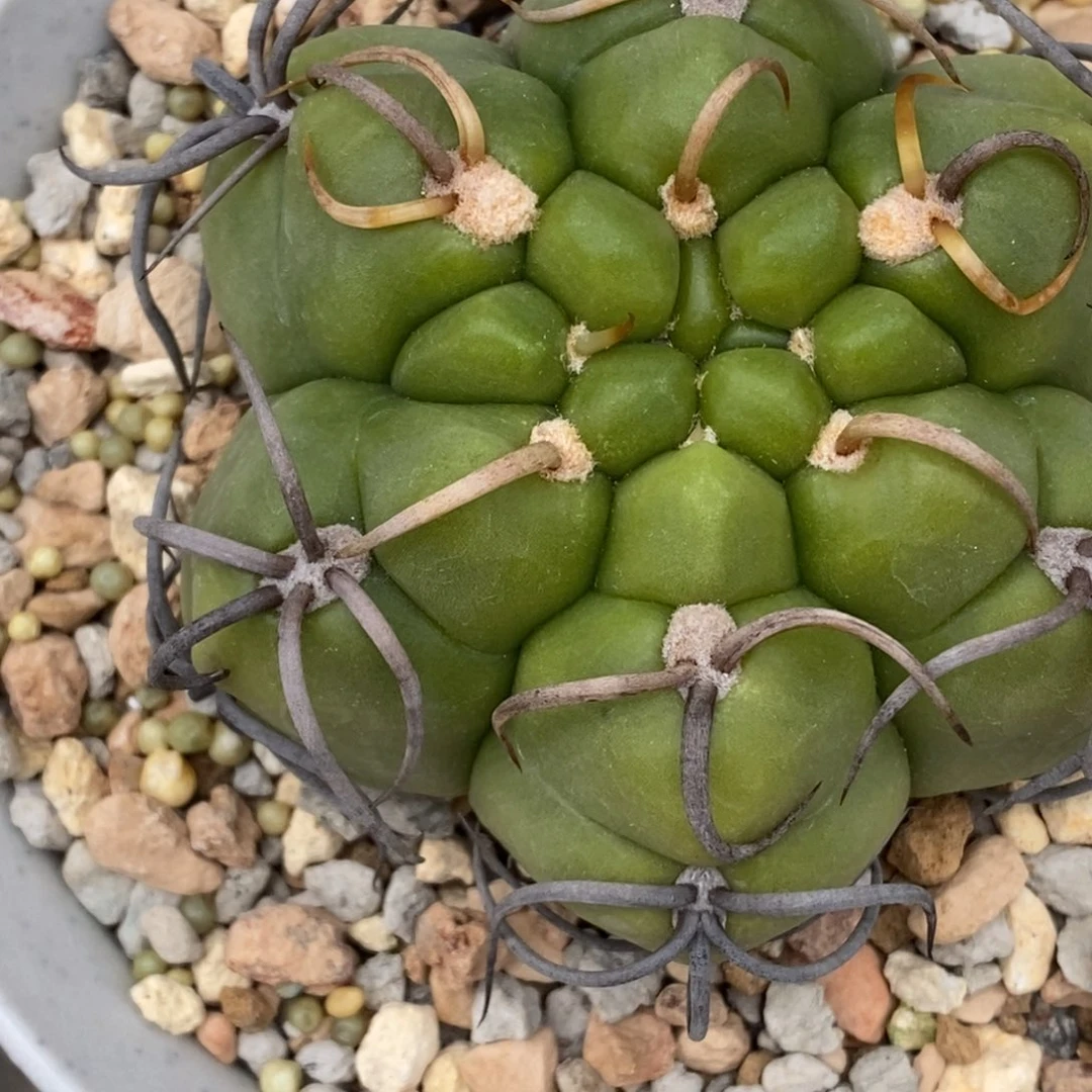 *****仙人球仙人球开花了