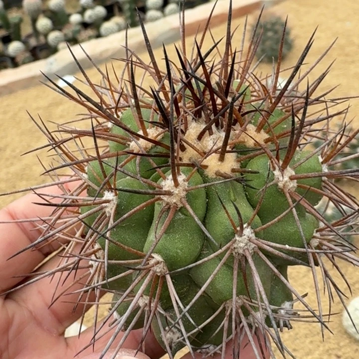 龙爪球有根55555555