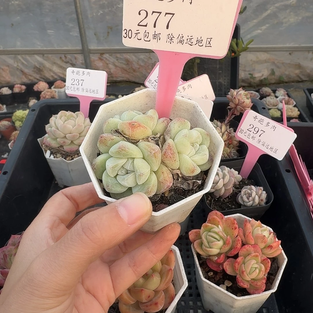 277 多肉脱土 群生不包整 30元包邮除偏远