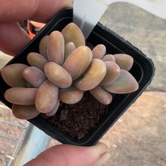 58芒果奶一物一拍多肉