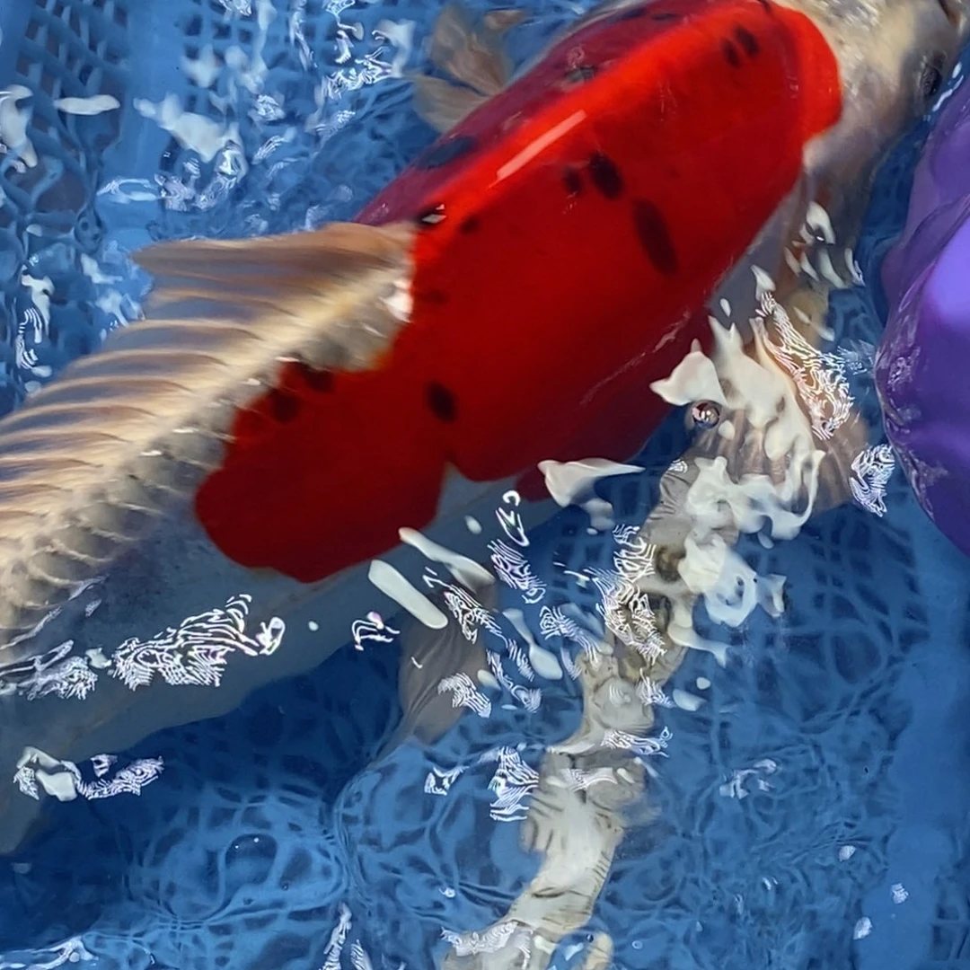 锦鲤冷水锦鲤包邮